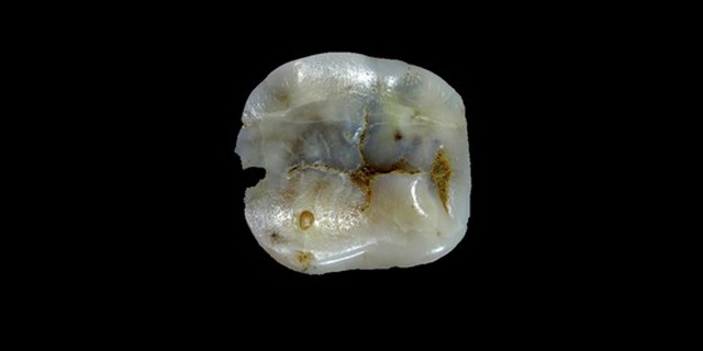Loài người đã đến châu Âu sớm hơn chúng ta tưởng 1