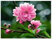 Hệ thống xăng dầu Trường Sơn.
