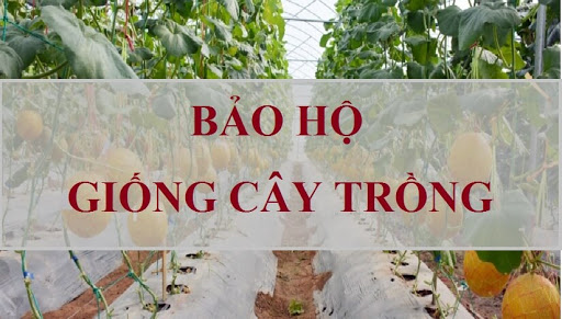 Quyền đối với giống cây trồng
