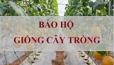 Quyền đối với giống cây trồng