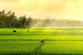 AgriS: Từ Thợ Trồng Đến Đế Chế Nông Nghiệp Tỷ Đô Và Khát Vọng Nâng Tầm Nông Sản Việt
