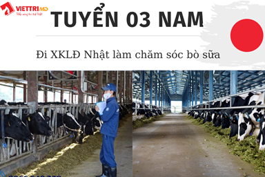 Nam-di-nhat-lam-cham-soc-bo-sua(1).png